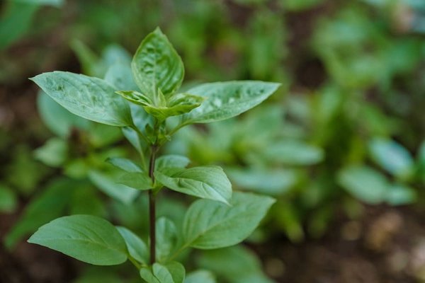 Comment les petites villes peuvent-elles utiliser les technologies vertes pour traiter les eaux usées ?
